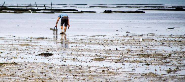 Résultat du contrôle sanitaire des zones de pêche à pied