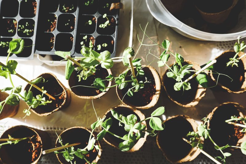 Fête de la Nature : Troc de plantes