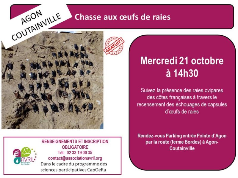 Chasse aux œufs de raies