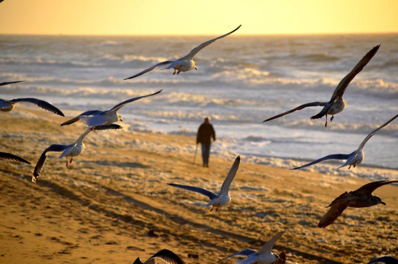 Observation des oiseaux