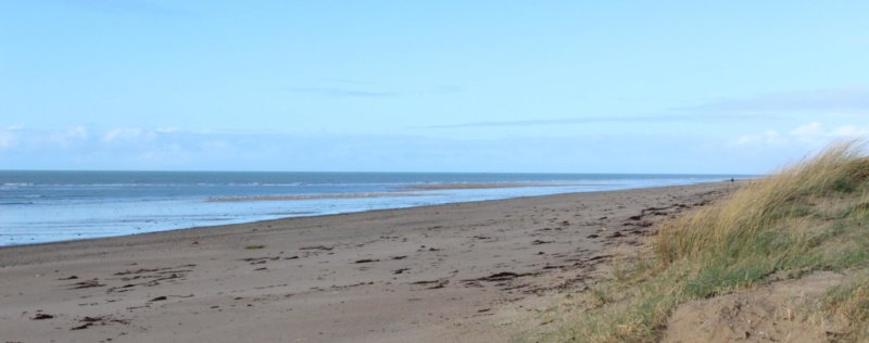 Découvrons la laisse de mer