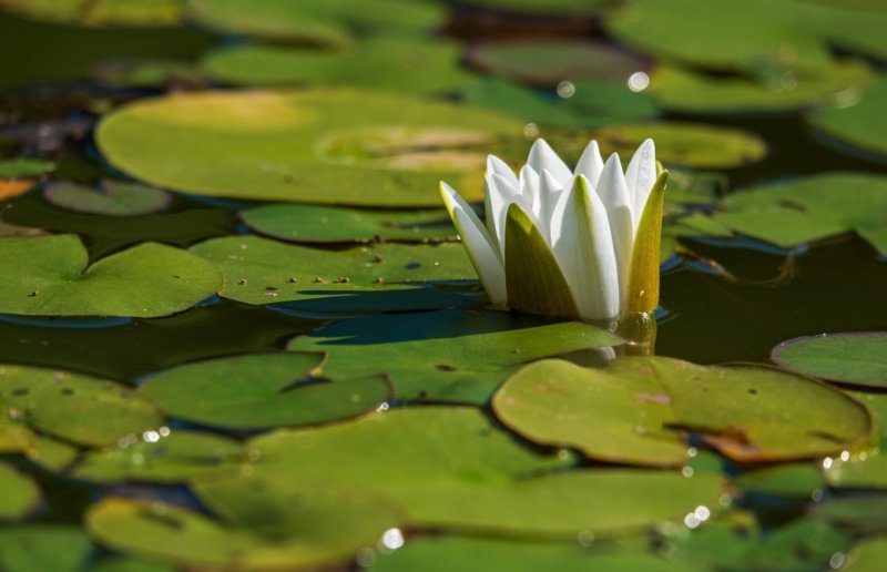 Exposition Encadrement – Cartonnage : « Le jardin, sa faune et sa flore »