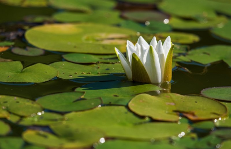 Exposition Encadrement – Cartonnage : « Le jardin, sa faune et sa flore »