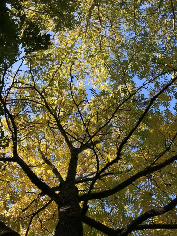 VISITE DE LA FORÊT PÉDAGOGIQUE