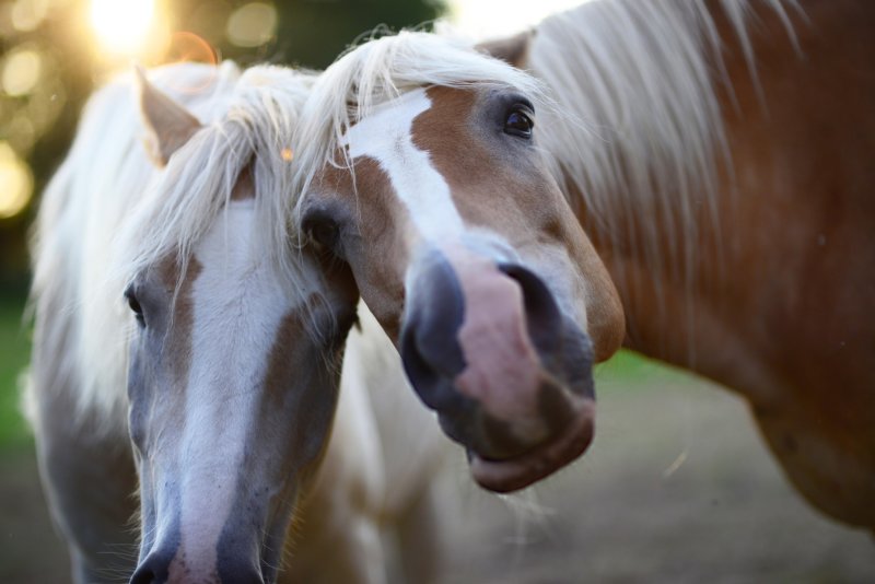 Balade à poneys et goûter