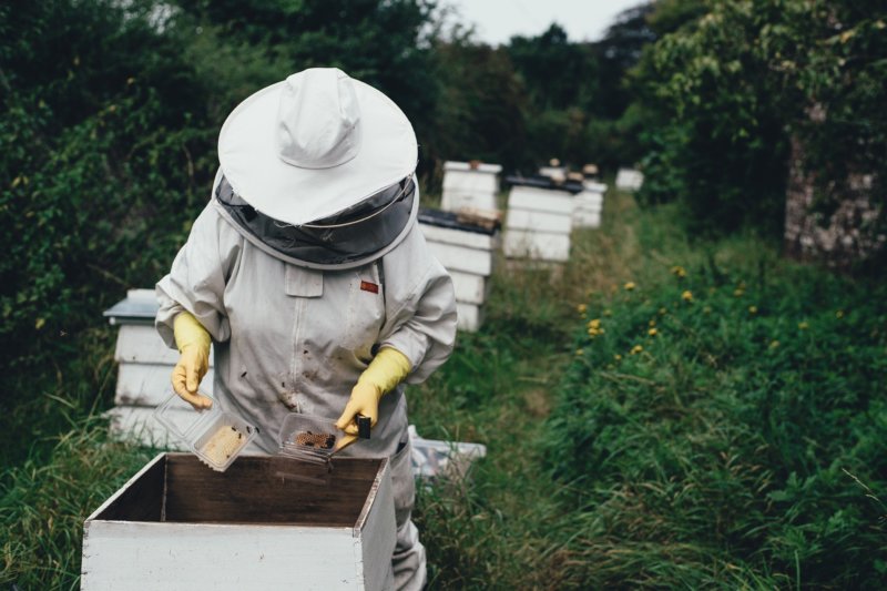 Fête de la Nature : À la découverte des ruches