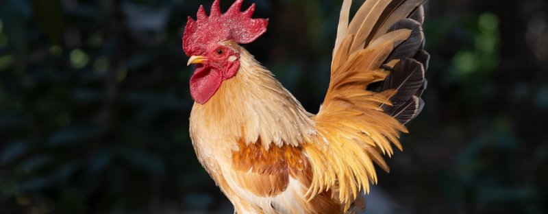 L’Influenza aviaire : renforcement des mesures