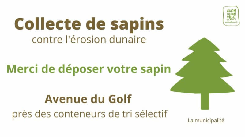 Collecte des sapins