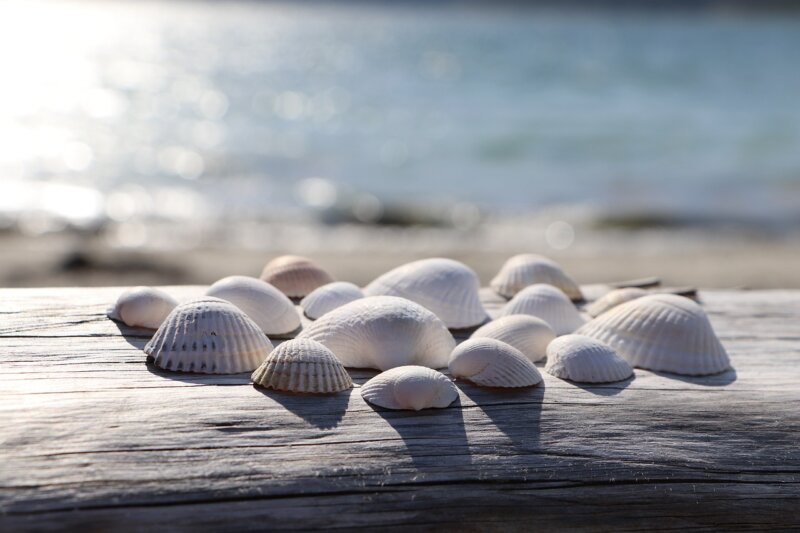 Sur la plage abandonnée… Coquillages crustacés