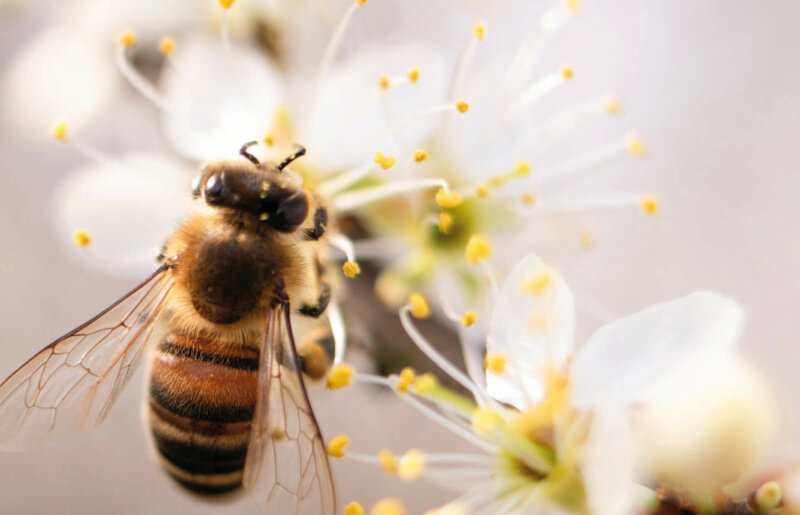 Découverte des ruches