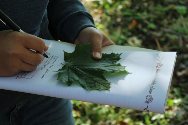 Création d’un herbier