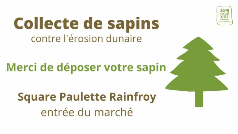 Collecte de sapins contre l’érosion dunaire