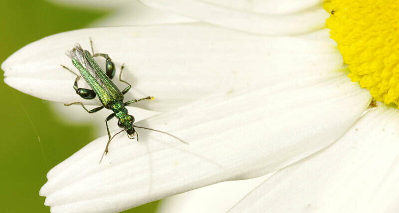 « Insectes du jardin »