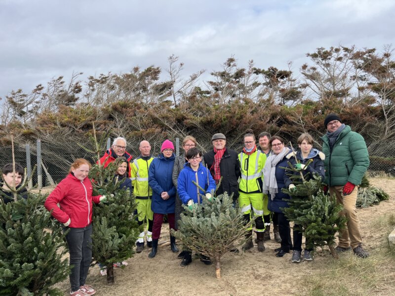 Protection de la dune : mise en place des sapins