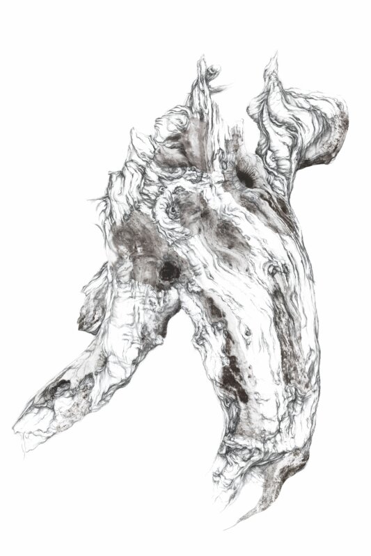 Exposition « Mémoire des Forêts »