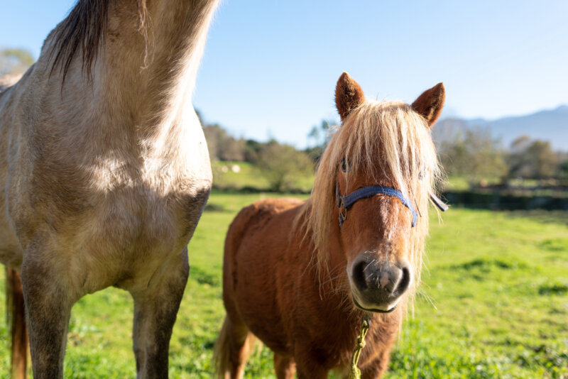 Animation poney