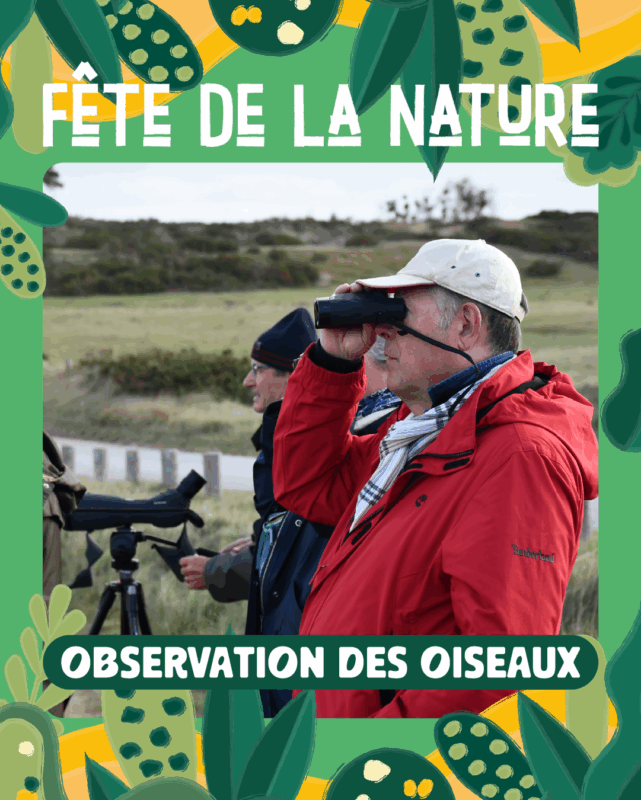 Observation des oiseaux