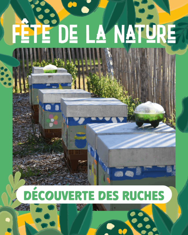 Découverte des ruches