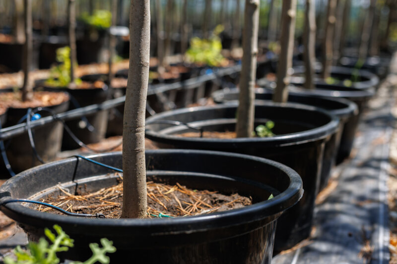 Commande groupée de plants