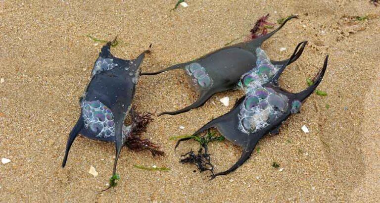 Chasse aux oeufs de raies et découverte de la laisse de mer
